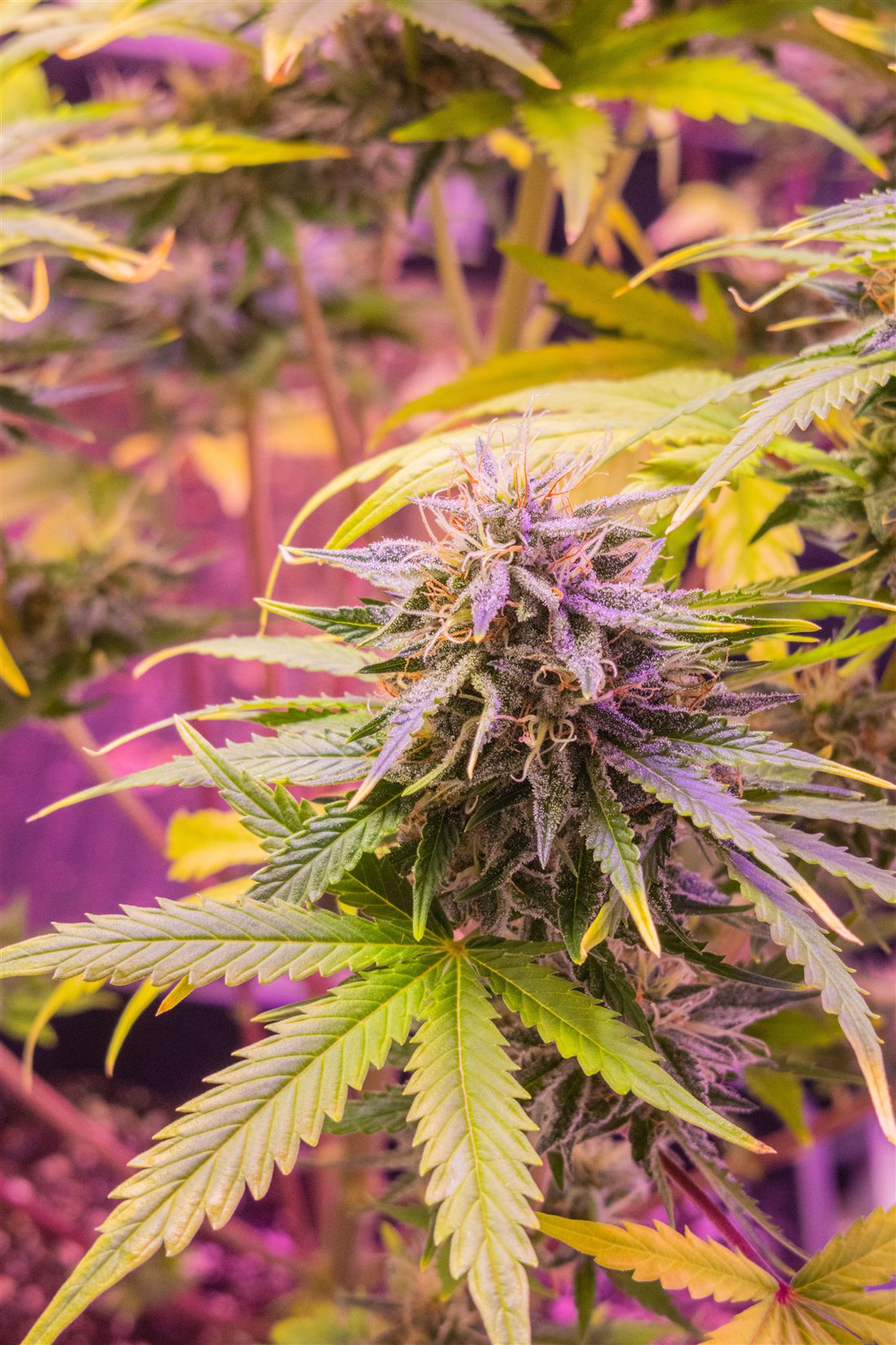 Flor de cannabis bajo iluminación de cultivo